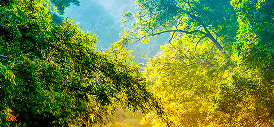 Fair&Precious - Responsible forest management