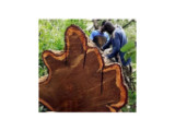 BENIN NATIONAL ASSOCIATION OF WOOD USERS