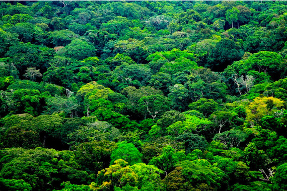 L'actualité des bois tropicaux